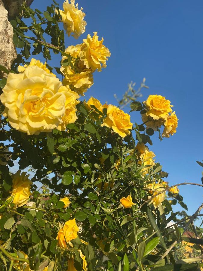 B&B Fior Di Toscana Serravalle Pistoiese Esterno foto